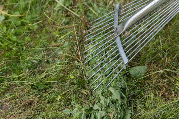 Thatch Raking in Rockville