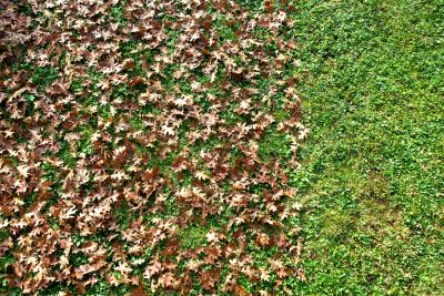 Leaves and Lawn Damage
