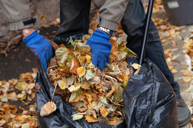 Fallen Leaves in Yard